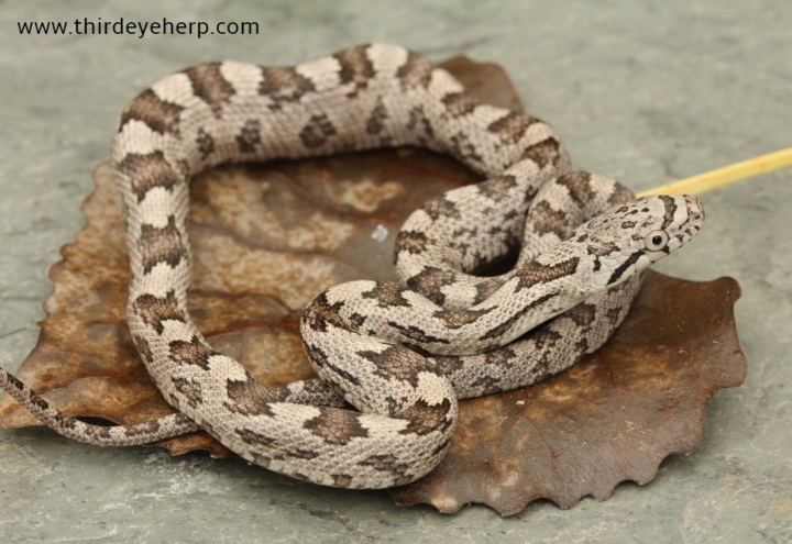 Gray Rat Snake